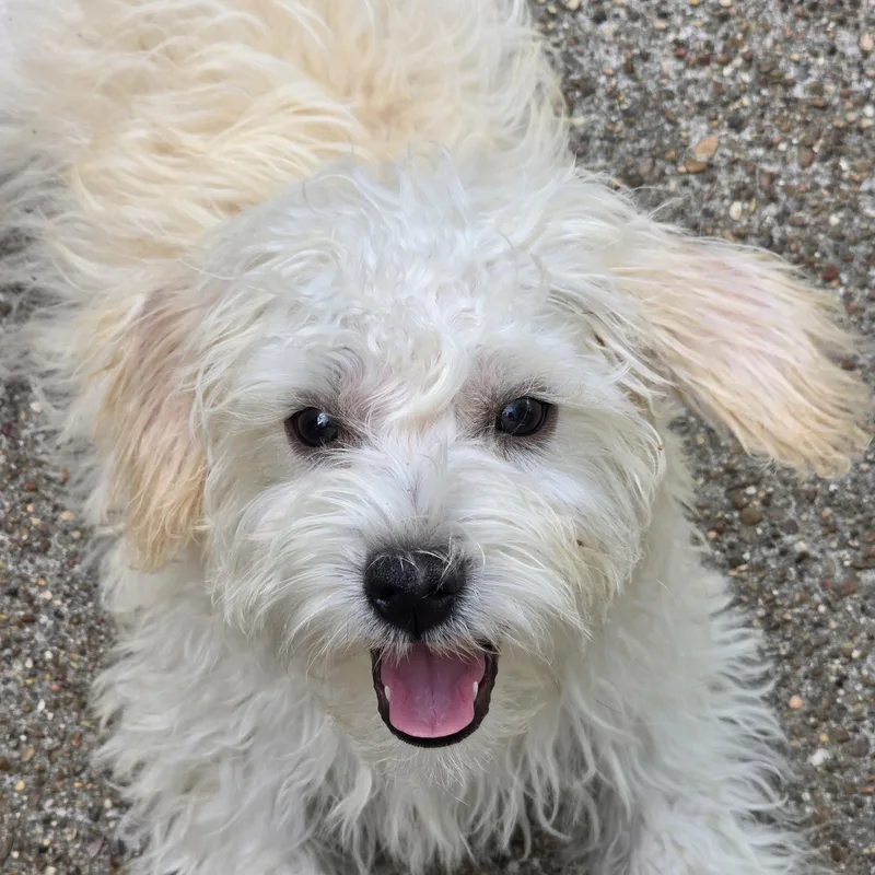A baby small-sized male White / Cream Maltese dog named Willisley Brt for adoption in Missouri City, TX