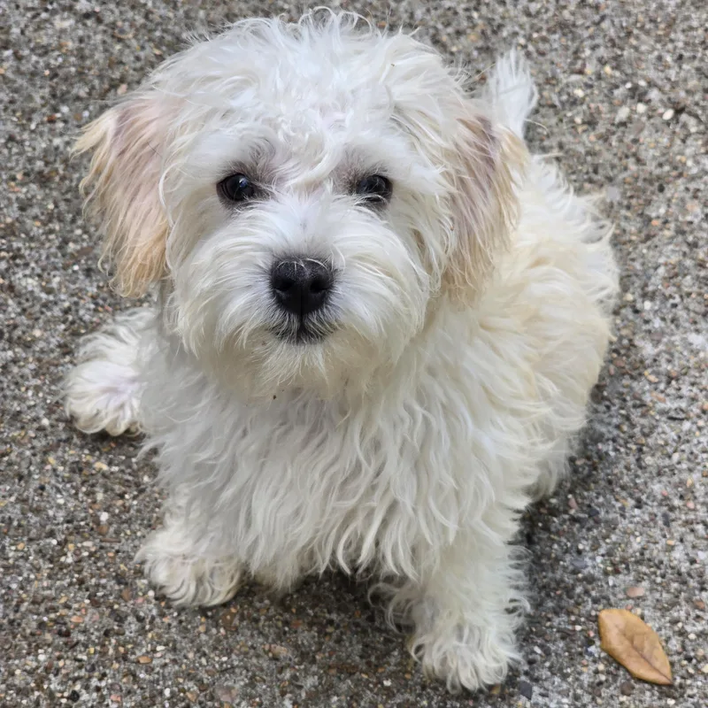 Willisley Brt thumbnail 3