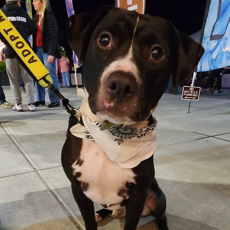 An adult medium-sized male Black American Staffordshire Terrier dog named Monty for adoption in Pacifica, CA