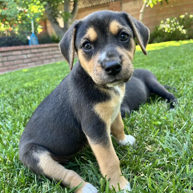 A baby small-sized female Brown / Chocolate Beagle dog named Eloise for adoption in Nowata, OK