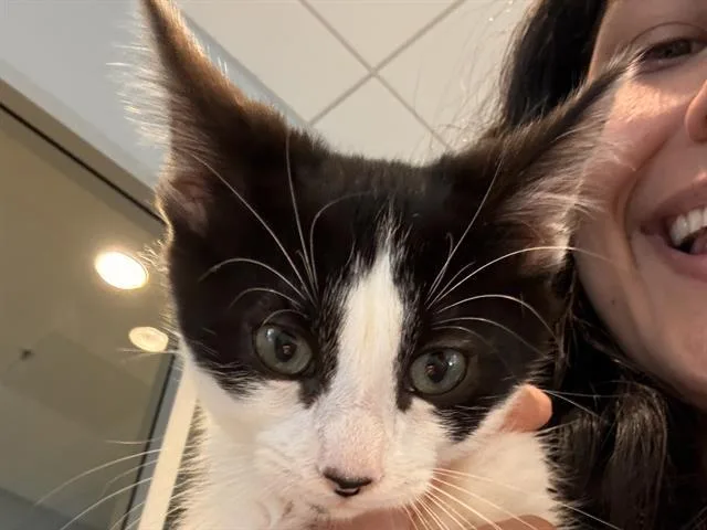 A baby small-sized female Domestic Short Hair cat named Tahiti for adoption in Palo Alto, CA