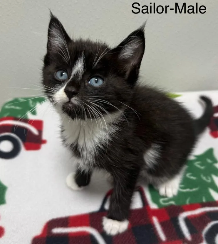A baby medium-sized male Black & White / Tuxedo Domestic Short Hair cat named Sailor for adoption in Hornell, NY