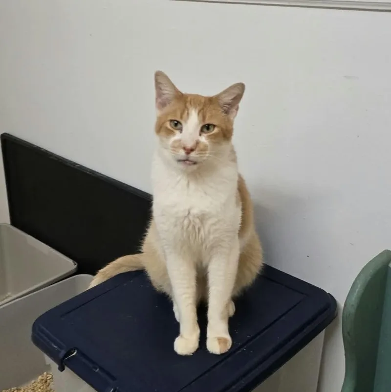 An adult medium-sized male Orange / Red Domestic Short Hair cat named Tanner for adoption in Huntington, NY