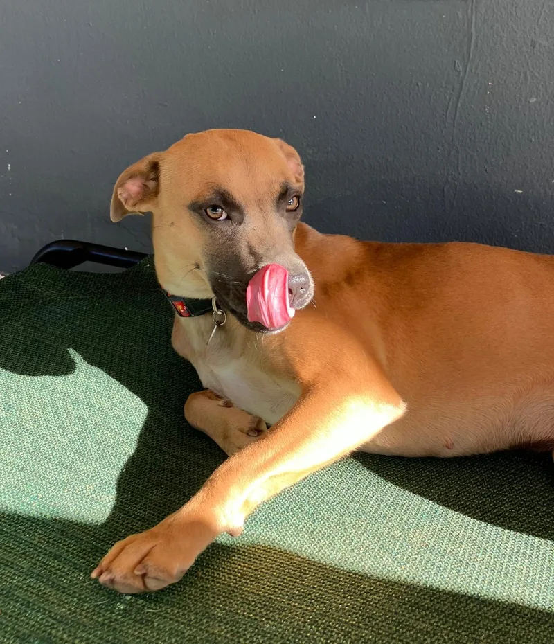 A young medium-sized female Red / Chestnut / Orange Boerboel dog named Latte for adoption in Humacao, PR