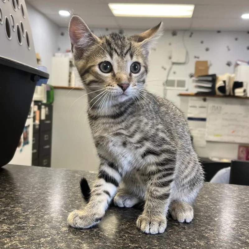A baby small-sized male Brown / Chocolate Domestic Short Hair cat named Tiger for adoption in Morganfield, KY