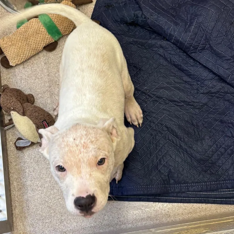 A baby medium-sized female White / Cream Pit Bull Terrier dog named Tiki for adoption in Birmingham, AL