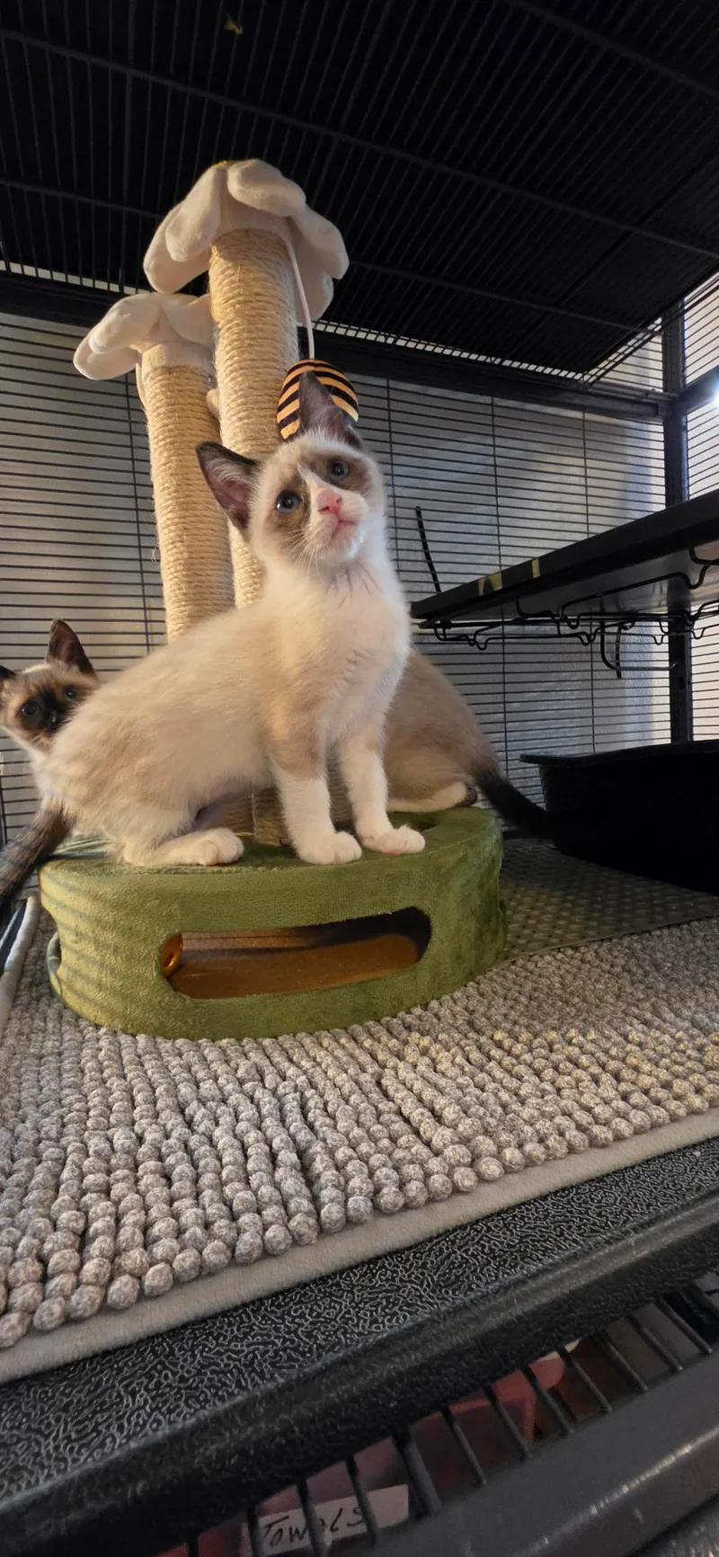 A baby small-sized female Chocolate Point Siamese cat named Matcha for adoption in Pendleton, OR