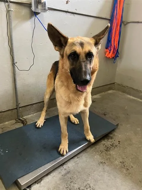 A young large-sized male German Shepherd Dog dog named Hans for adoption in Camarillo, CA