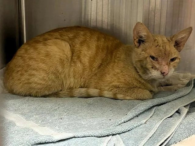 An adult large-sized male Domestic Short Hair cat named Cleric for adoption in Tustin, CA