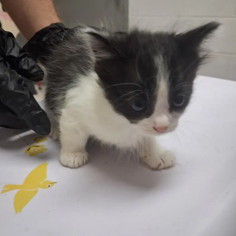 A baby small-sized female Black Domestic Short Hair cat named Pepperoni for adoption in Lufkin, TX