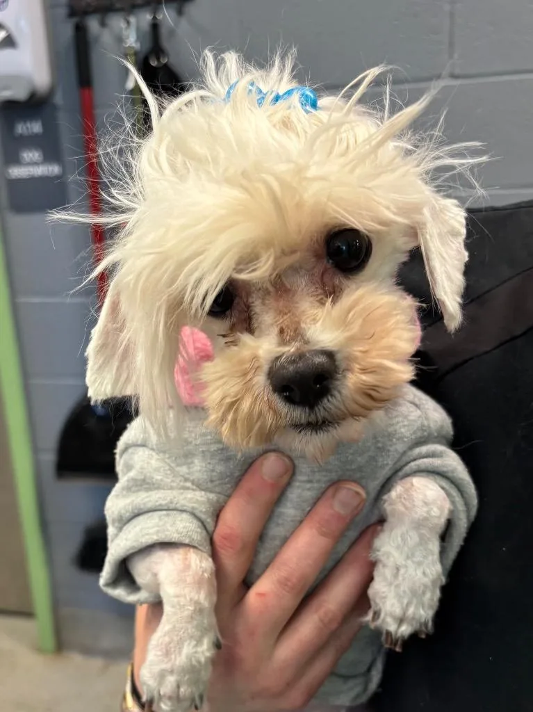 A senior medium-sized female Shih Tzu dog named Powderpuff for adoption in Bloomington, IN