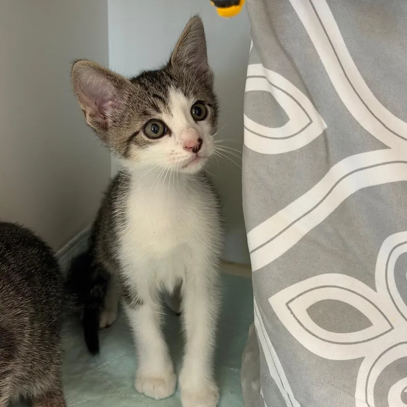 A baby small-sized male Gray / Blue / Silver Domestic Short Hair cat named Badgerclaw for adoption in League City, TX