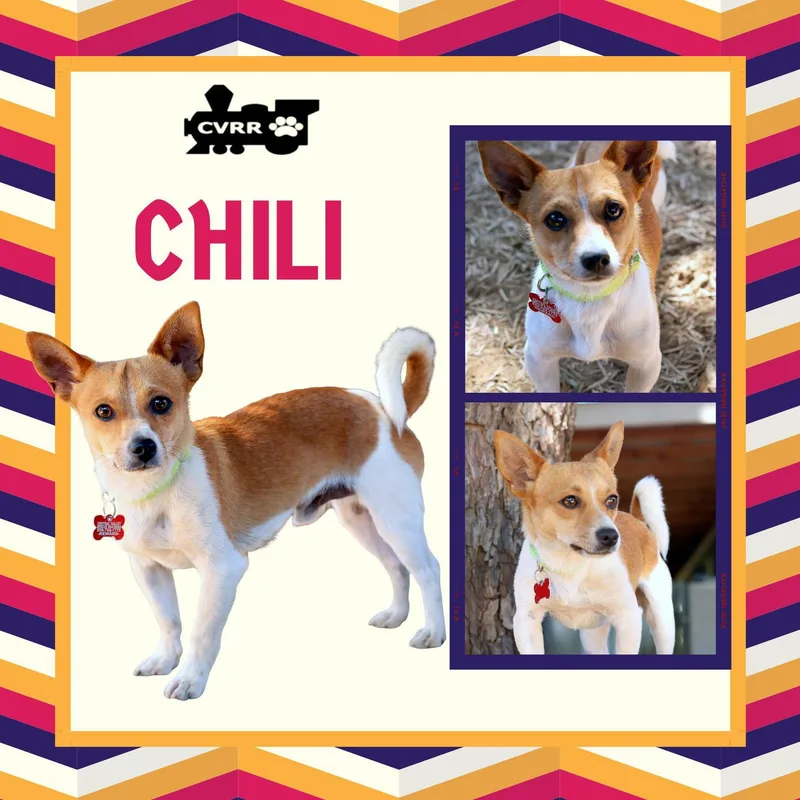 An adult small-sized male Terrier dog named Chili for adoption in LINDSAY, CA