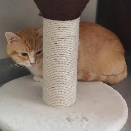 An adult small-sized female Orange / Red Domestic Short Hair cat named Chancla for adoption in Atlanta, GA