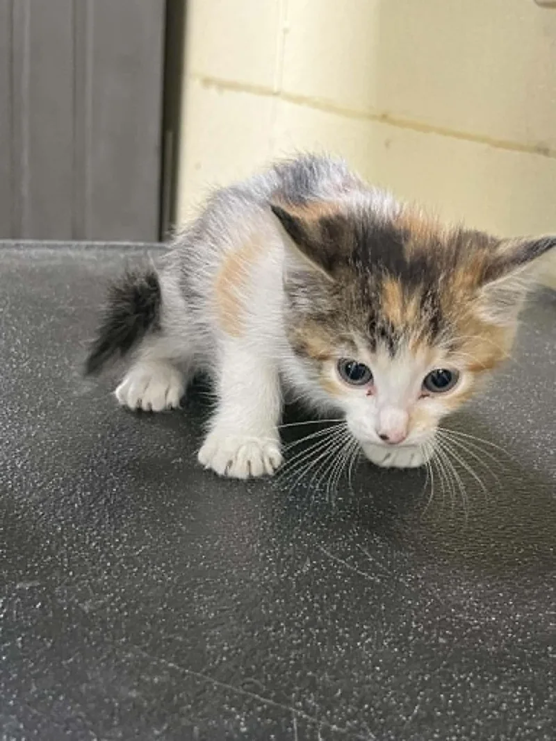 A young medium-sized female Calico cat named Reese for adoption in Austin, MN