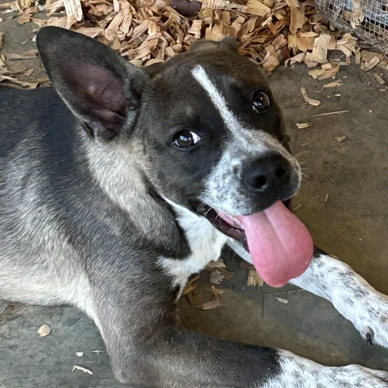 A baby medium-sized male Australian Cattle Dog / Blue Heeler dog named Blaze for adoption in Okolona, MS