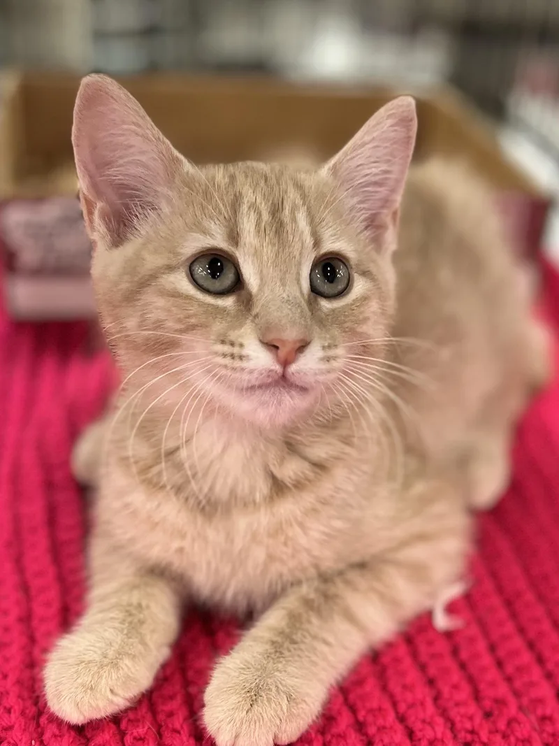 A baby medium-sized female Buff / Tan / Fawn Domestic Short Hair cat named Grumpy for adoption in Lawrenceville, GA