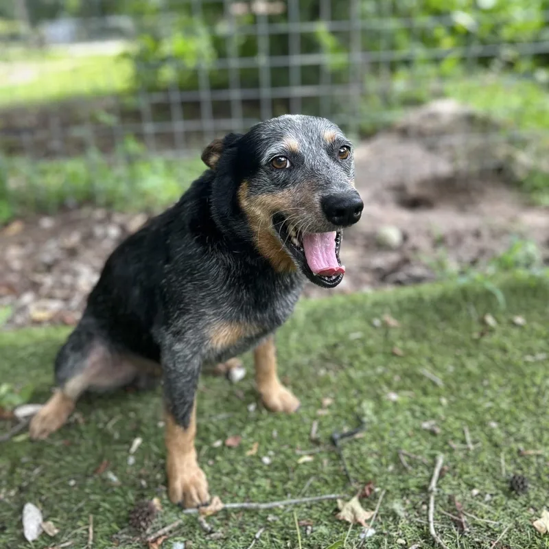 An adult medium-sized male Australian Cattle Dog / Blue Heeler dog named Gizmo for adoption in Magnolia, TX