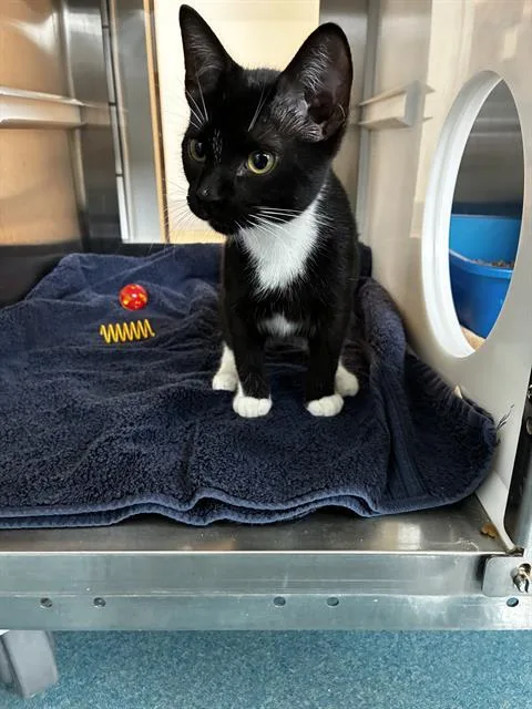 A young small-sized female Domestic Short Hair cat named Jolibee for adoption in Pearland, TX