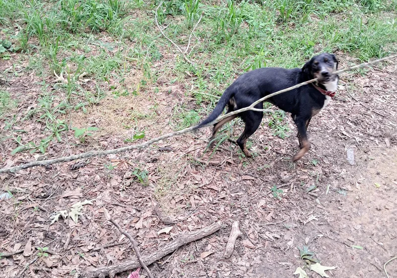 An adult medium-sized female Black Labrador Retriever dog named MazieNY for adoption in Magnolia, TX