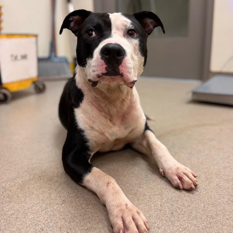 A young medium-sized male Black Pit Bull Terrier dog named Rockstar for adoption in Lynchburg, VA