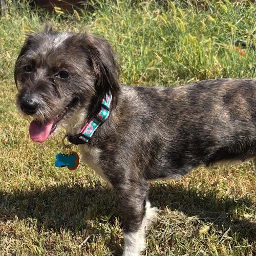 A young small-sized female Black Schnauzer dog named Sonya for adoption in Memphis, TN