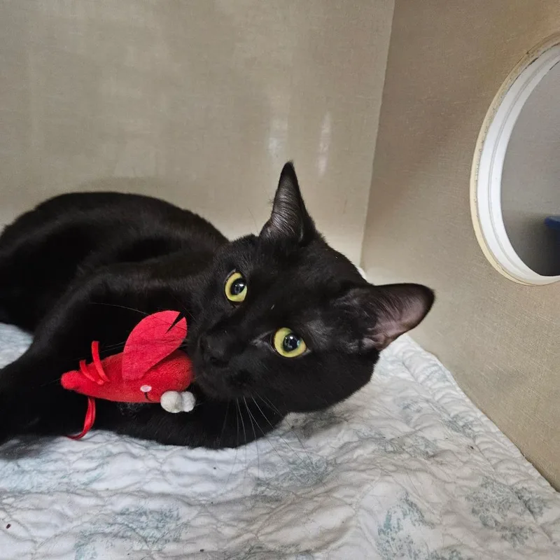 An adult small-sized male Black Domestic Short Hair cat named Peep for adoption in Conway, NH