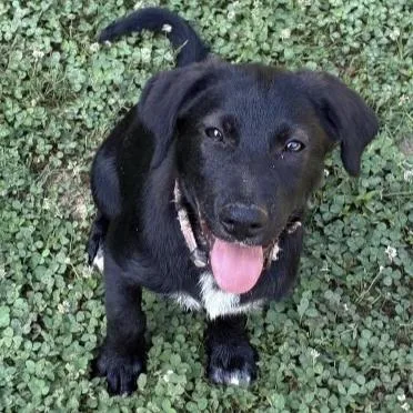 A baby small-sized male Black Collie dog named Heath for adoption in Briarcliff Manor, NY