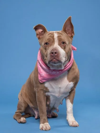 An adult large-sized female Mixed Breed dog named Ms.daisyy for adoption in Atlanta, GA