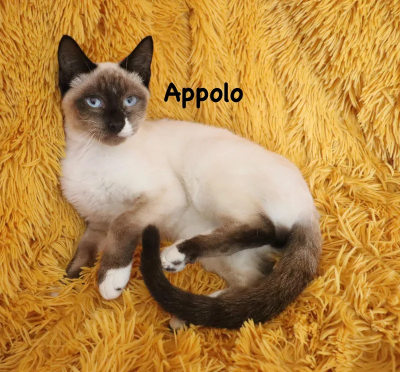 Appollo