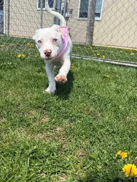 A baby small-sized female Chihuahua dog named Dot for adoption in Rensselaer, IN