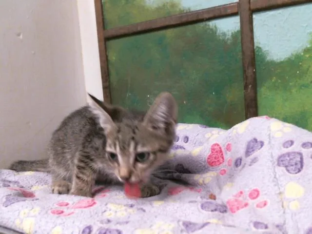 A baby small-sized male Domestic Short Hair cat named Domino for adoption in Houston, TX