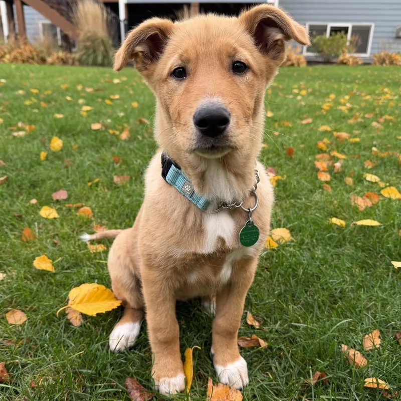 A baby small-sized female Yellow / Tan / Blond / Fawn Mixed Breed dog named Jukebox for adoption in Buffalo, MN