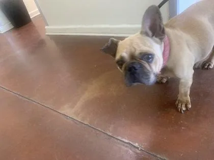An adult small-sized female French Bulldog dog named Sabi for adoption in New Orleans, LA