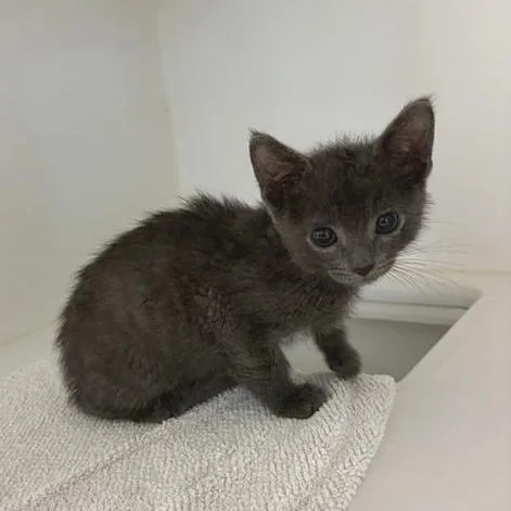 A baby small-sized male Gray / Blue / Silver Domestic Short Hair cat named Taro for adoption in Phoenix, AZ
