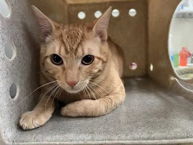 A young medium-sized male Domestic Short Hair cat named Sir Pumpkin for adoption in Lancaster, CA