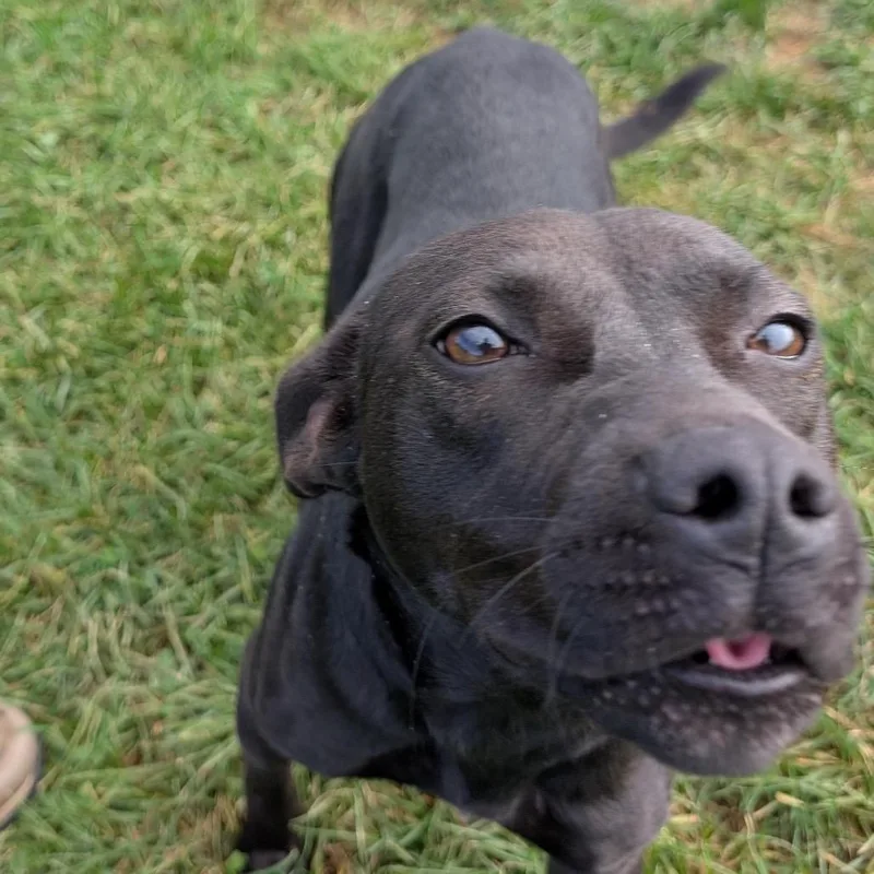 A young medium-sized female Black Mixed Breed dog named Molly for adoption in Springboro, OH