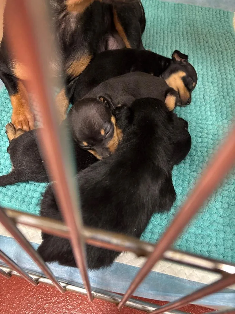 A baby small-sized female Chihuahua dog named Betty for adoption in Douglasville, GA