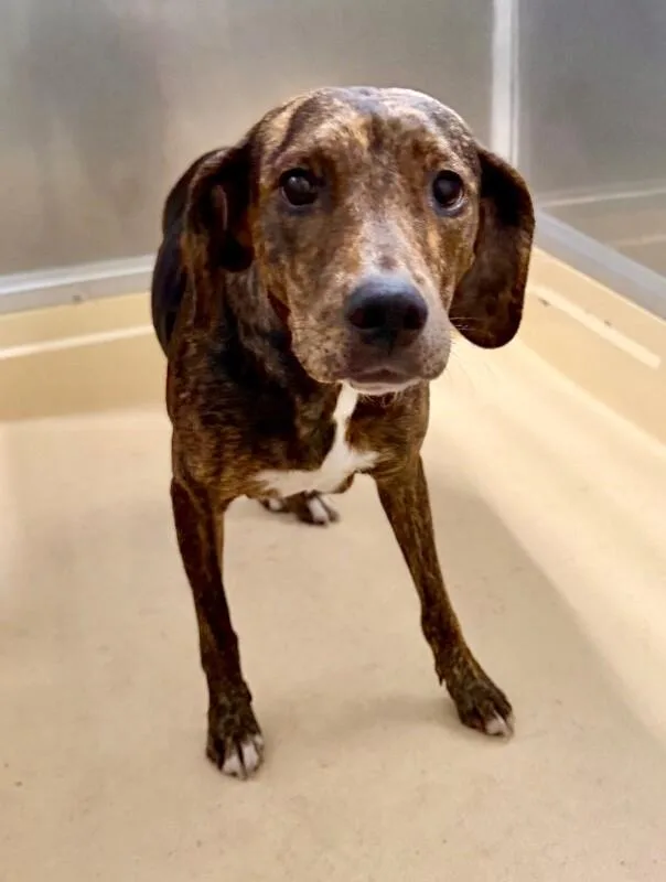 An adult medium-sized female Brindle Pit Bull Terrier dog named Willow for adoption in Burgaw, NC