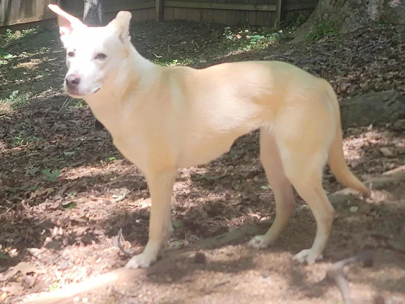 An adult small-sized female White German Shepherd dog named Sami for adoption in Londonderry, NH