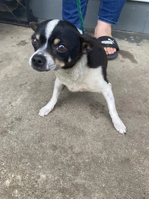 An adult small-sized male Mixed Breed dog named Rayo for adoption in Dallas, TX