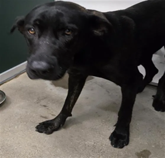 A young large-sized female Labrador Retriever dog named Athena for adoption in Killeen, TX