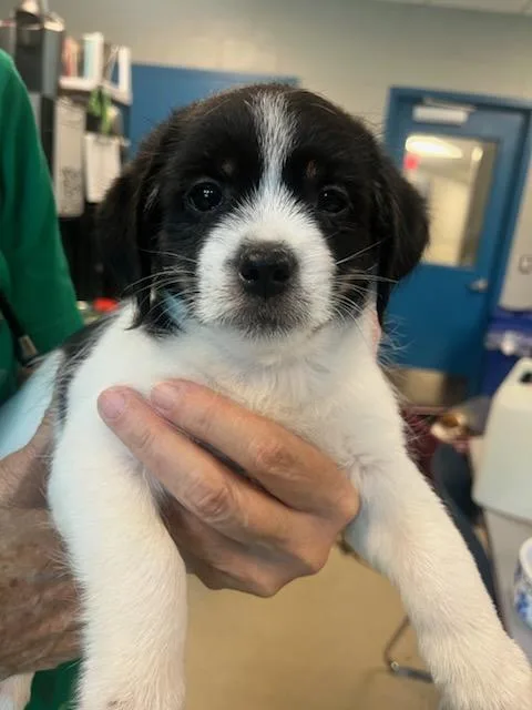 A baby small-sized male Tricolor (Brown, Black, & White) Cockapoo dog named Charlie for adoption in Manassas, VA