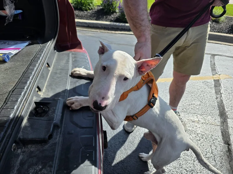 An adult large-sized male Bull Terrier dog named Carl for adoption in New York, NY