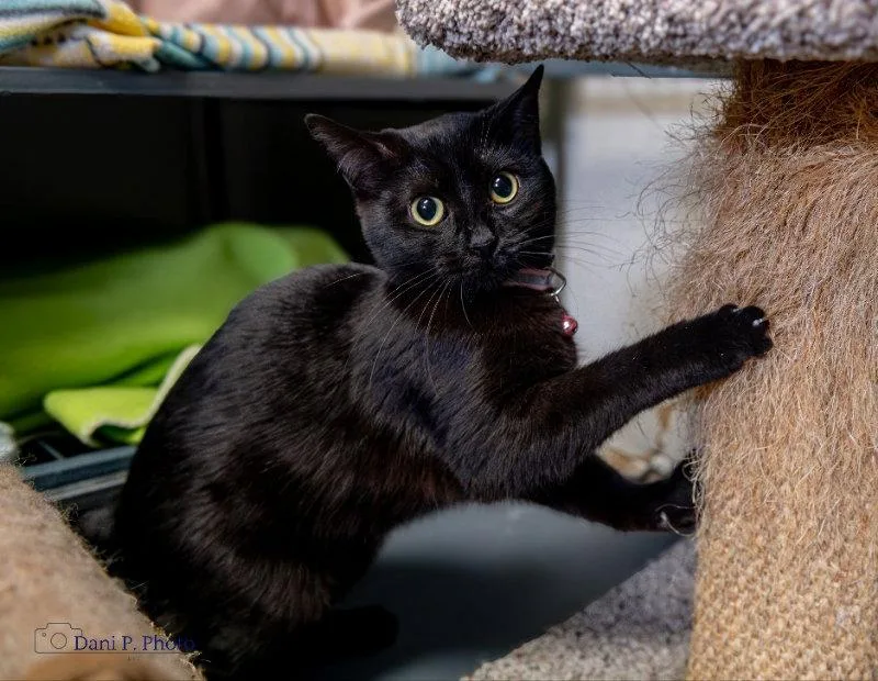 A young small-sized female Black Domestic Short Hair cat named Namra for adoption in Locust Grove, GA