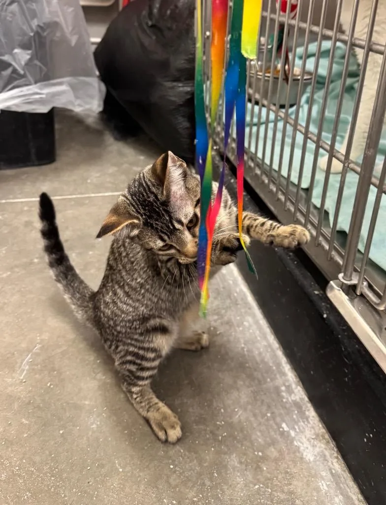 A baby medium-sized male Abyssinian cat named Venezio for adoption in Fort Lupton, CO