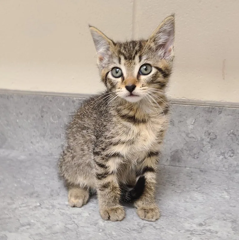 A baby medium-sized female Domestic Short Hair cat named Ultra for adoption in Greeneville, TN