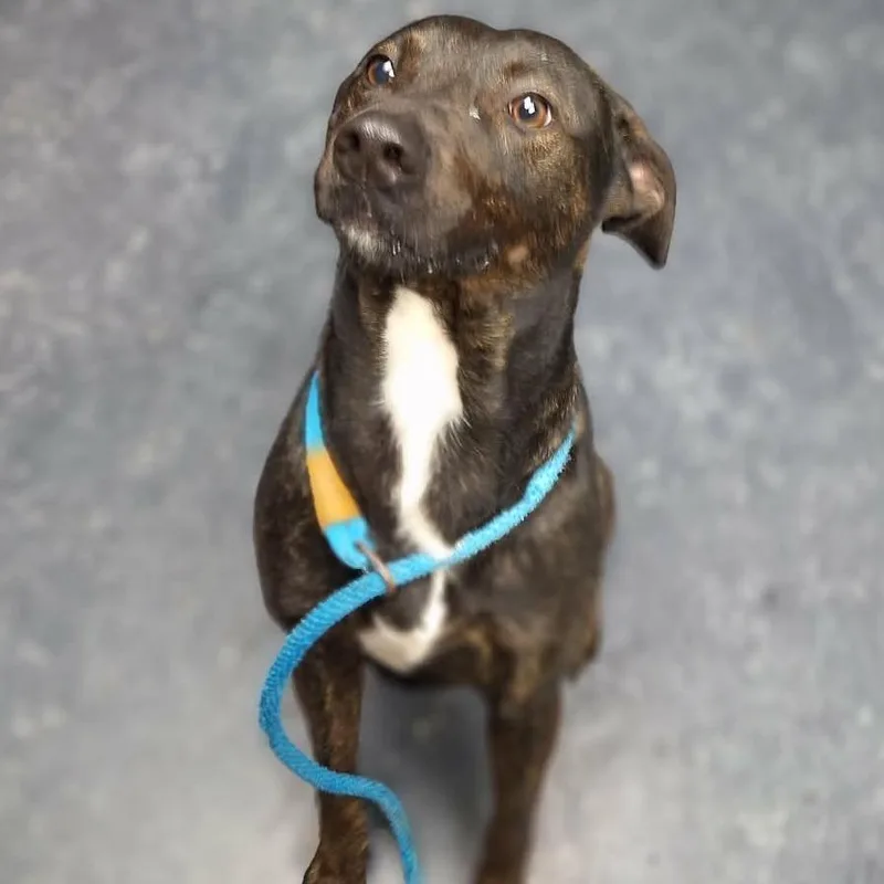 An adult medium-sized male Brindle Mixed Breed dog named Brown Eyes for adoption in Manhattan, KS