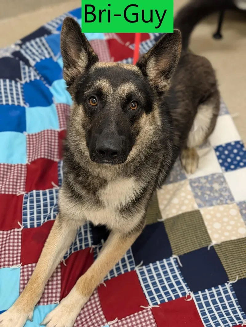 An adult medium-sized male Black German Shepherd Dog dog named BriGuy for adoption in Mount Vernon, OH