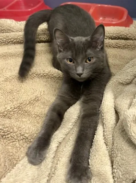 A baby small-sized female Domestic Short Hair cat named Phoebe for adoption in Kalamazoo, MI